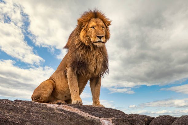 How does lion rescue impact the local ecosystems?