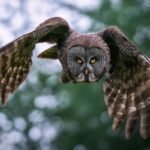 Which organizations specialize in owl rescue and rehabilitation efforts?