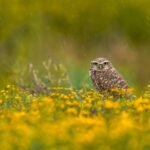 Can owl rescues be conducted at home, and if yes, what are the necessary steps to take?