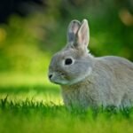 How can I adopt a rescued rabbit near me?