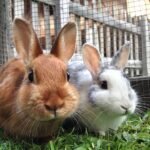 Which organizations provide resources for rabbit rescue and adoption?